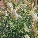 Buddleja asiatica Květ