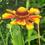 Helenium autumnale Květ