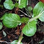 Brassica rapa Costuma