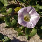 Calystegia soldanella Lorea