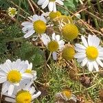 Tripleurospermum maritimum Flower