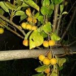 Malus prunifolia Fruit