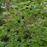 Ribes divaricatum Ffrwyth