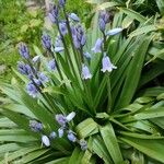 Hyacinthoides hispanica Fuelha