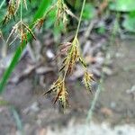 Cyperus longus Квітка