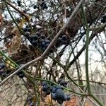 Smilax rotundifolia Fruit