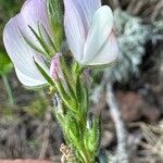 Ononis pinnata Flower