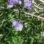 Phacelia distans Elinympäristö