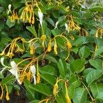 Lonicera hildebrandtiana Blüte