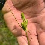Carex hirsutella Ffrwyth