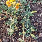 Crotalaria verdcourtii Leaf