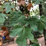 Acer campestre पत्ता