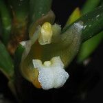 Maxillaria uncata Flower