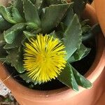 Faucaria tigrina