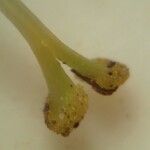 Centaurium scilloides Flor