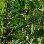 Vicia narbonensis 叶