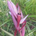 Serapias vomeracea Floare