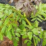 Daucus decipiens Lapas