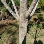 Sideroxylon borbonicum Kabuk