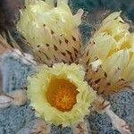 Astrophytum ornatum