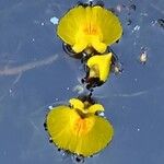 Utricularia australis Blomma