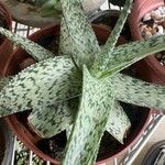 Aloe rauhii Habitus