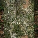 Pradosia ptychandra Bark
