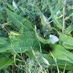 Cirsium heterophyllum موطن