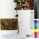 Fadogia schmitzii Other