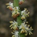 Reseda barrelieri ফুল