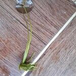 Nymphoides cristata Corteza