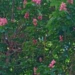 Aesculus × carnea ശീലം