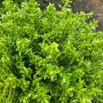 Hebe cupressoides 葉