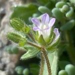 Campanula erinus Flower