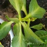 Kalanchoe ceratophylla Blatt