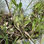 Aurinia petraea Hoja