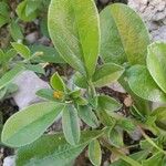 Anthyllis circinnata 葉