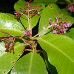 Parathesis glabra Flower