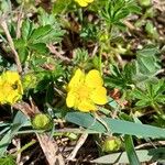 Potentilla verna Blüte