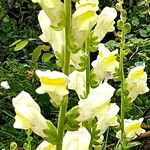 Antirrhinum latifolium Flor