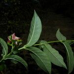 Mandevilla subsagittata പുഷ്പം