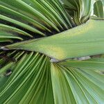 Sabal palmetto Φύλλο