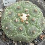 Astrophytum asterias Blad