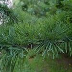 Larix laricina Листок