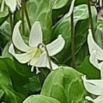 Erythronium oregonum Квітка