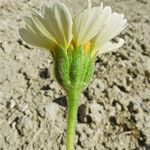 Layia heterotricha Flower