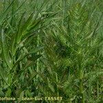 Sium latifolium Hábito
