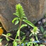 Tetramerium nervosum 葉