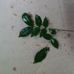 Inga gracilifolia Leaf