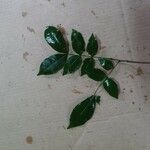 Inga gracilifolia Folla